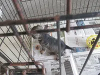 CHARLIE, a male Miniature Schnauzer for sale in Lansing, IA – 6 of 6