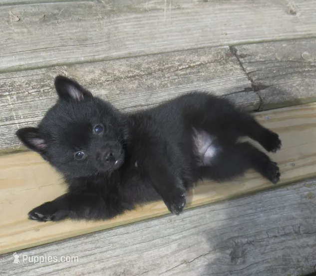 Sheldon – Schipperke puppy for sale in Lansing, IA
