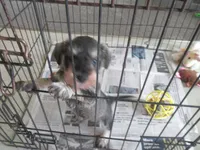 CHARLIE, a male Miniature Schnauzer for sale in Lansing, IA – 3 of 6