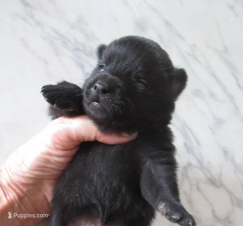 Sheldon – Schipperke puppy for sale in Lansing, IA
