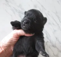 Sheldon, a male Schipperke for sale in Lansing, IA – 1 of 2
