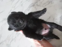 Sheldon, a male Schipperke for sale in Lansing, IA – 2 of 2