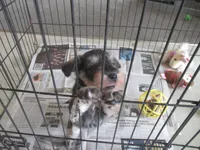 CHARLIE, a male Miniature Schnauzer for sale in Lansing, IA – 2 of 6