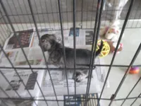 CHARLIE, a male Miniature Schnauzer for sale in Lansing, IA – 5 of 6