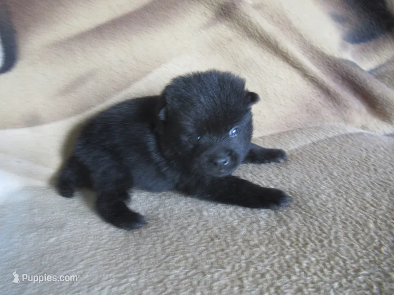 Yogi – Schipperke puppy for sale in Lansing, IA