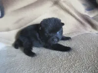 Yogi, a male Schipperke for sale in Lansing, IA – 1 of 2