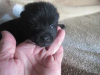 Yogi, a male Schipperke for sale in Lansing, IA – 2 of 2