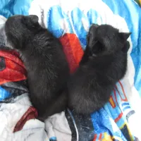 Captain, a male Schipperke for sale in Lansing, IA – 3 of 4