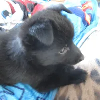 Captain, a male Schipperke for sale in Lansing, IA – 4 of 4