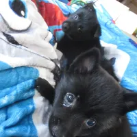 Captain, a male Schipperke for sale in Lansing, IA – 2 of 4