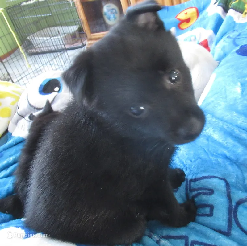 Captain – Schipperke puppy for sale in Lansing, IA