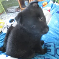 Captain, a male Schipperke for sale in Lansing, IA – 1 of 4