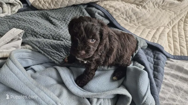 Xander – Miniature Schnauzer puppy for sale in Hagerstown, MD