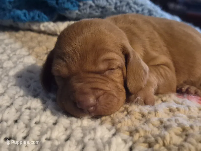 New litter summer – Vizsla puppy for sale in Hagerstown, MD