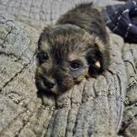 Phebe, a female Miniature Schnauzer for sale in Hagerstown, MD – Photo 1 of 4