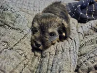 Phebe, a female Miniature Schnauzer for sale in Hagerstown, MD – Photo 1 of 4