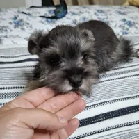 Phebe, a female Miniature Schnauzer for sale in Hagerstown, MD – Photo 4 of 4