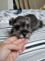 Phebe, a female Miniature Schnauzer for sale in Hagerstown, MD – Photo 4 of 4