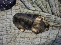 Phebe, a female Miniature Schnauzer for sale in Hagerstown, MD – Photo 2 of 4