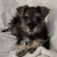 Phebe, a female Miniature Schnauzer for sale in Hagerstown, MD – Photo 3 of 4