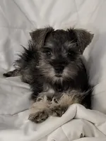 Phebe, a female Miniature Schnauzer for sale in Hagerstown, MD – Photo 3 of 4