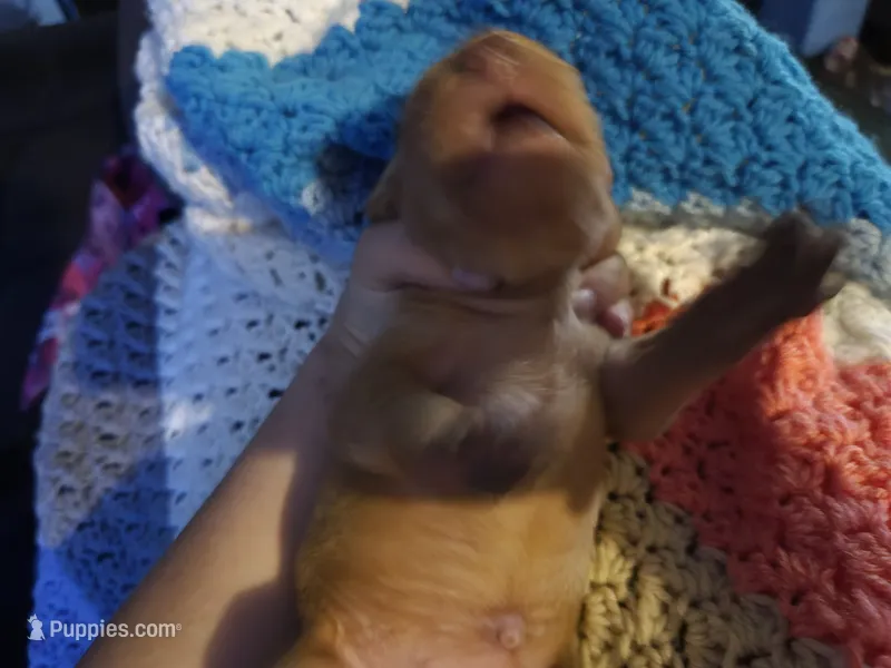 Mavrick – Vizsla puppy for sale in Hagerstown, MD