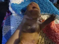 Mavrick, a male Vizsla for sale in Hagerstown, MD – 1 of 2