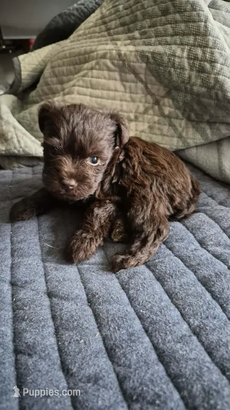 Toy Size - Nylah – Miniature Schnauzer puppy for sale in Hagerstown, MD