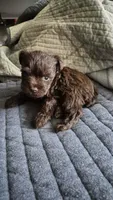 Toy Size - Nylah, a female Miniature Schnauzer for sale in Hagerstown, MD – Photo 1 of 2