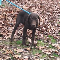 Tripp, a  Vizsla and Weimaraner for sale in Hagerstown, MD – 1 of 1