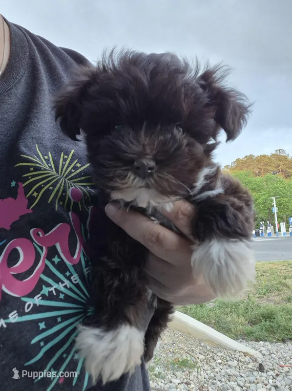 Toy Penny  – Miniature Schnauzer puppy for sale in Hagerstown, MD
