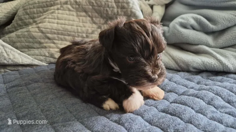 Toy Penny  – Miniature Schnauzer puppy for sale in Hagerstown, MD