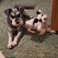 Nicko TOY, a male Miniature Schnauzer for sale in Hagerstown, MD – Photo 7 of 7
