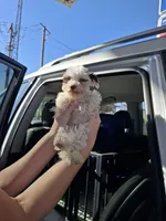 Nicko TOY, a male Miniature Schnauzer for sale in Hagerstown, MD – Photo 6 of 7