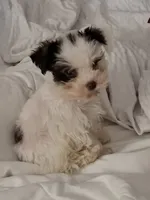 Nicko TOY, a male Miniature Schnauzer for sale in Hagerstown, MD – Photo 4 of 7