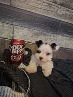 Nicko TOY, a male Miniature Schnauzer for sale in Hagerstown, MD – Photo 1 of 7