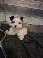 Nicko TOY, a male Miniature Schnauzer for sale in Hagerstown, MD – Photo 3 of 7