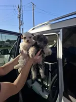 Nicko TOY, a male Miniature Schnauzer for sale in Hagerstown, MD – Photo 5 of 7
