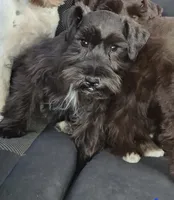 Chloe toy, a female Miniature Schnauzer for sale in Hagerstown, MD – 1 of 1