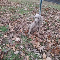 Silver Male new litter summer, a male Weimaraner for sale in Hagerstown, MD – Photo 3 of 3