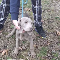 Silver Male new litter summer, a male Weimaraner for sale in Hagerstown, MD – Photo 1 of 3