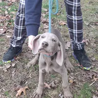 Silver Male new litter summer, a male Weimaraner for sale in Hagerstown, MD – Photo 2 of 3