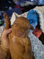 New litter summer, a female Vizsla for sale in Hagerstown, MD – 2 of 2