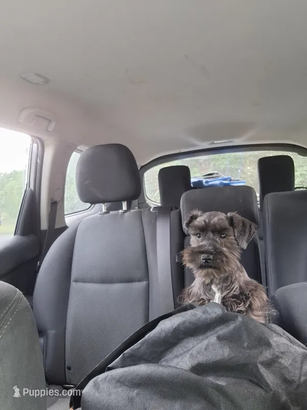 Chloe toy – Miniature Schnauzer puppy for sale in Hagerstown, MD
