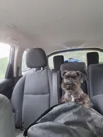 Chloe toy, a female Miniature Schnauzer for sale in Hagerstown, MD – 1 of 1