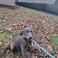 Mavrick, a male Weimaraner for sale in Hagerstown, MD – Photo 2 of 2