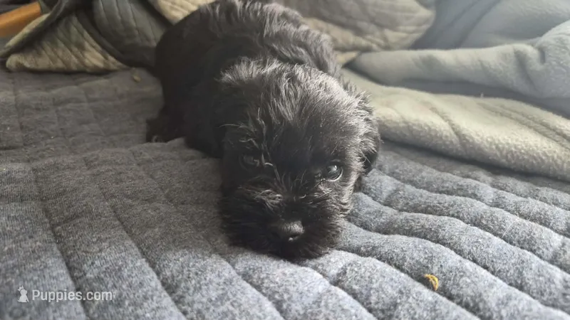 Toby – Miniature Schnauzer puppy for sale in Hagerstown, MD