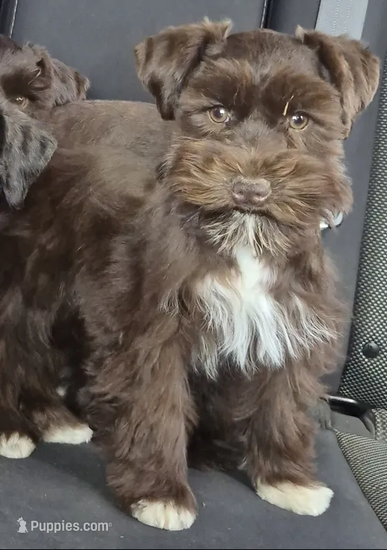 Hazel – Miniature Schnauzer puppy for sale in Hagerstown, MD