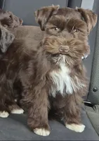 Hazel, a female Miniature Schnauzer for sale in Hagerstown, MD – 1 of 1