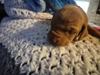 Mavrick, a male Vizsla for sale in Hagerstown, MD – 2 of 2